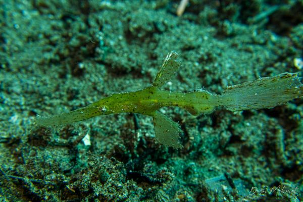 Robust Ghostpipefish - Photo 7