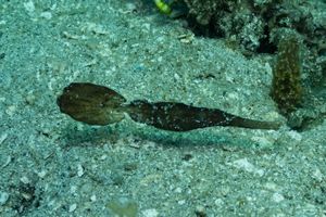 Ghost Pipefishes representative species