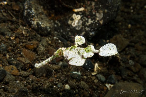 Halimeda Ghostpipefish - Photo 1