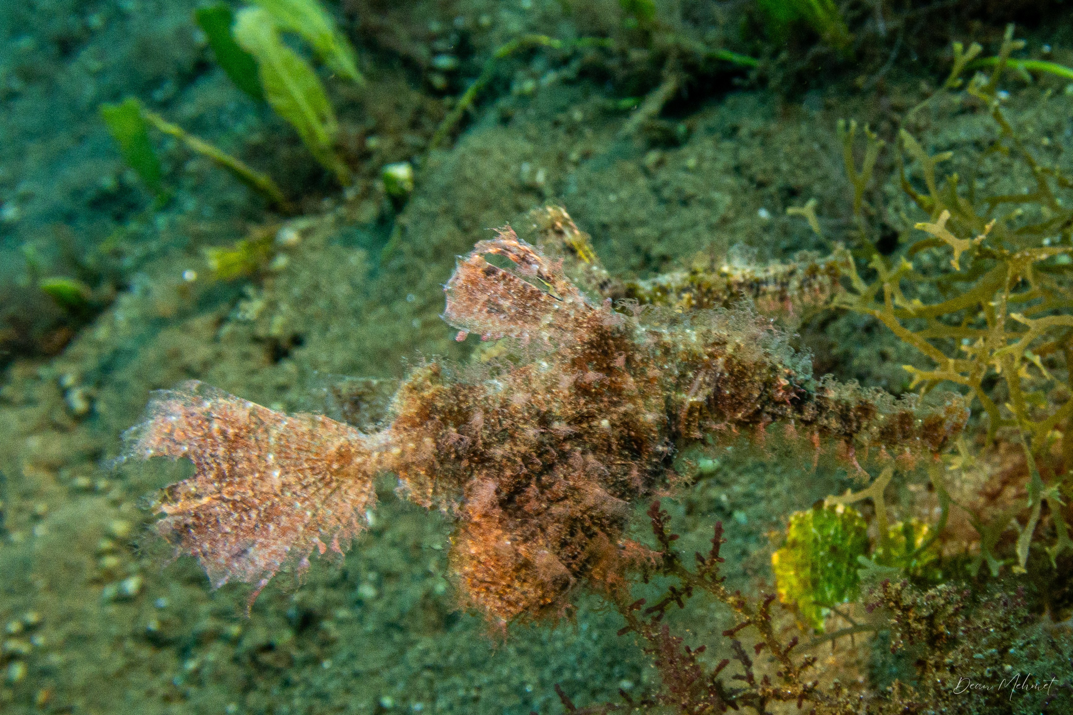 Roughsnout Ghostpipefish