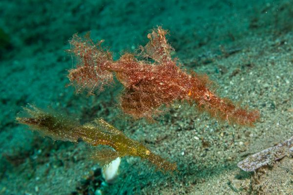 Roughsnout Ghostpipefish - Photo 1