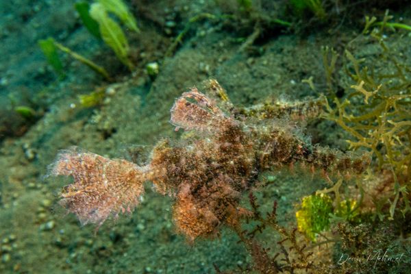 Roughsnout Ghostpipefish - Photo 2