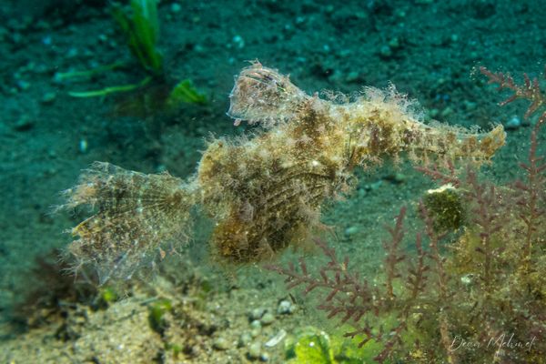 Roughsnout Ghostpipefish - Photo 3