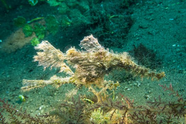 Roughsnout Ghostpipefish - Photo 4