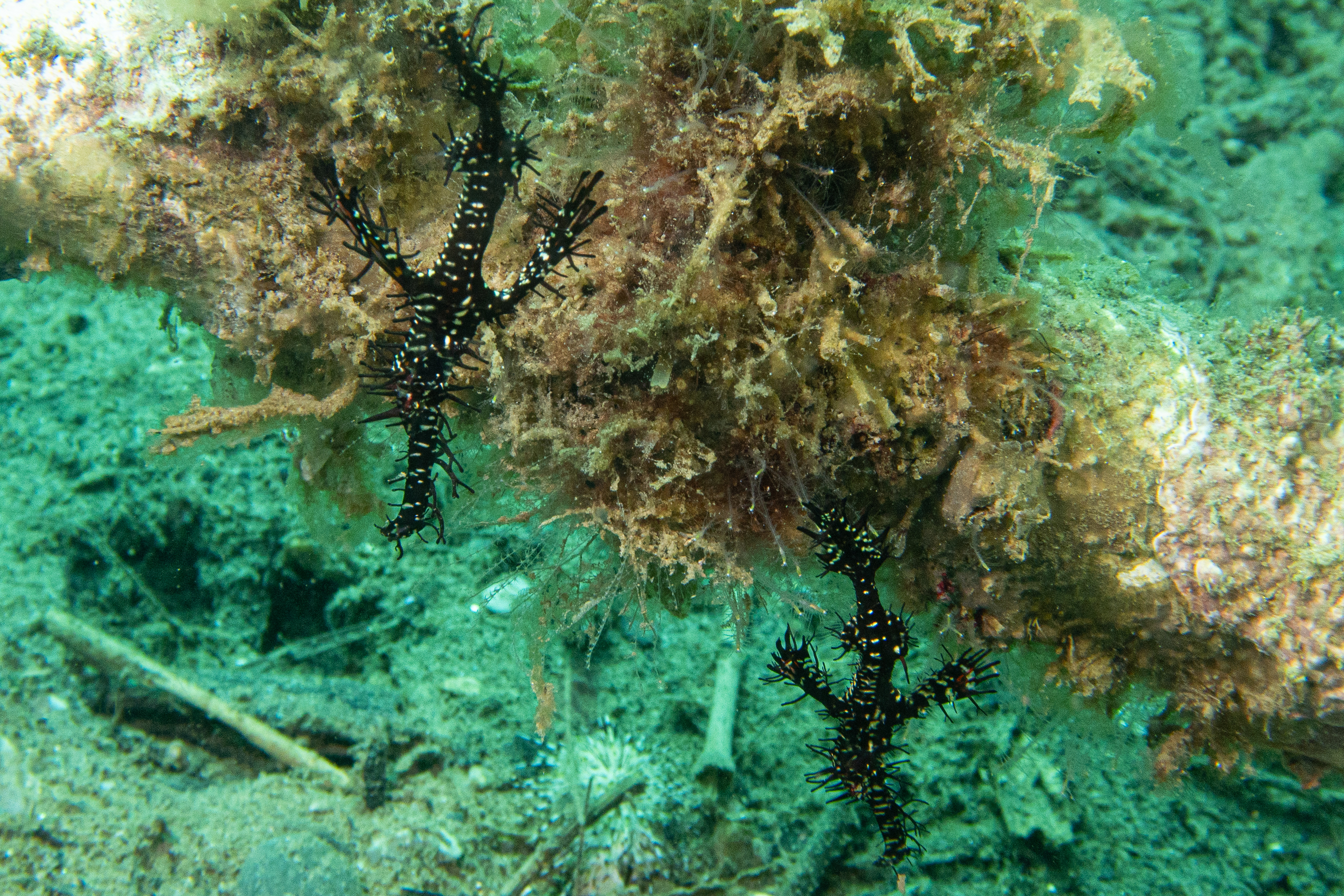 Ornate Ghostpipefish