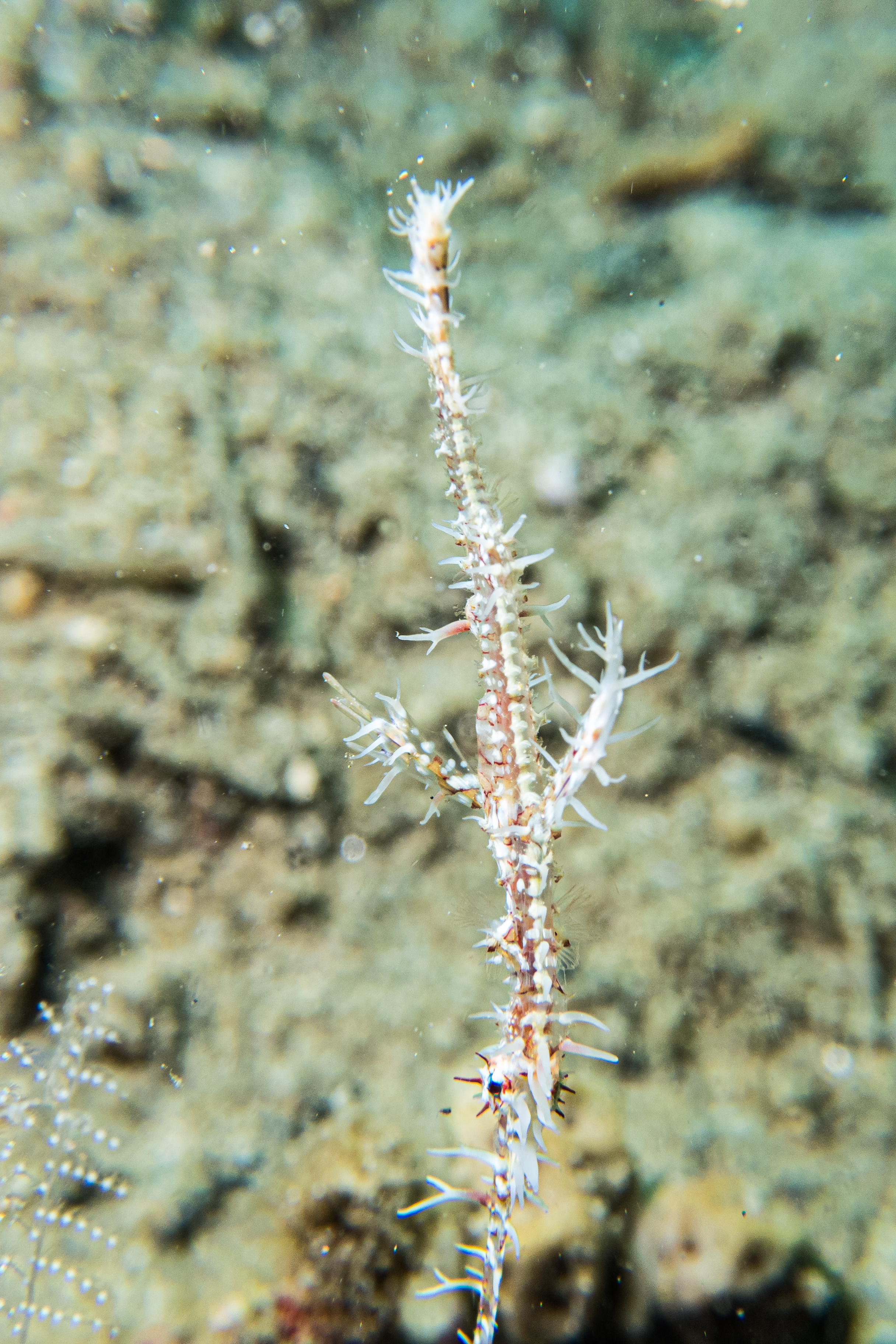 Ornate Ghostpipefish