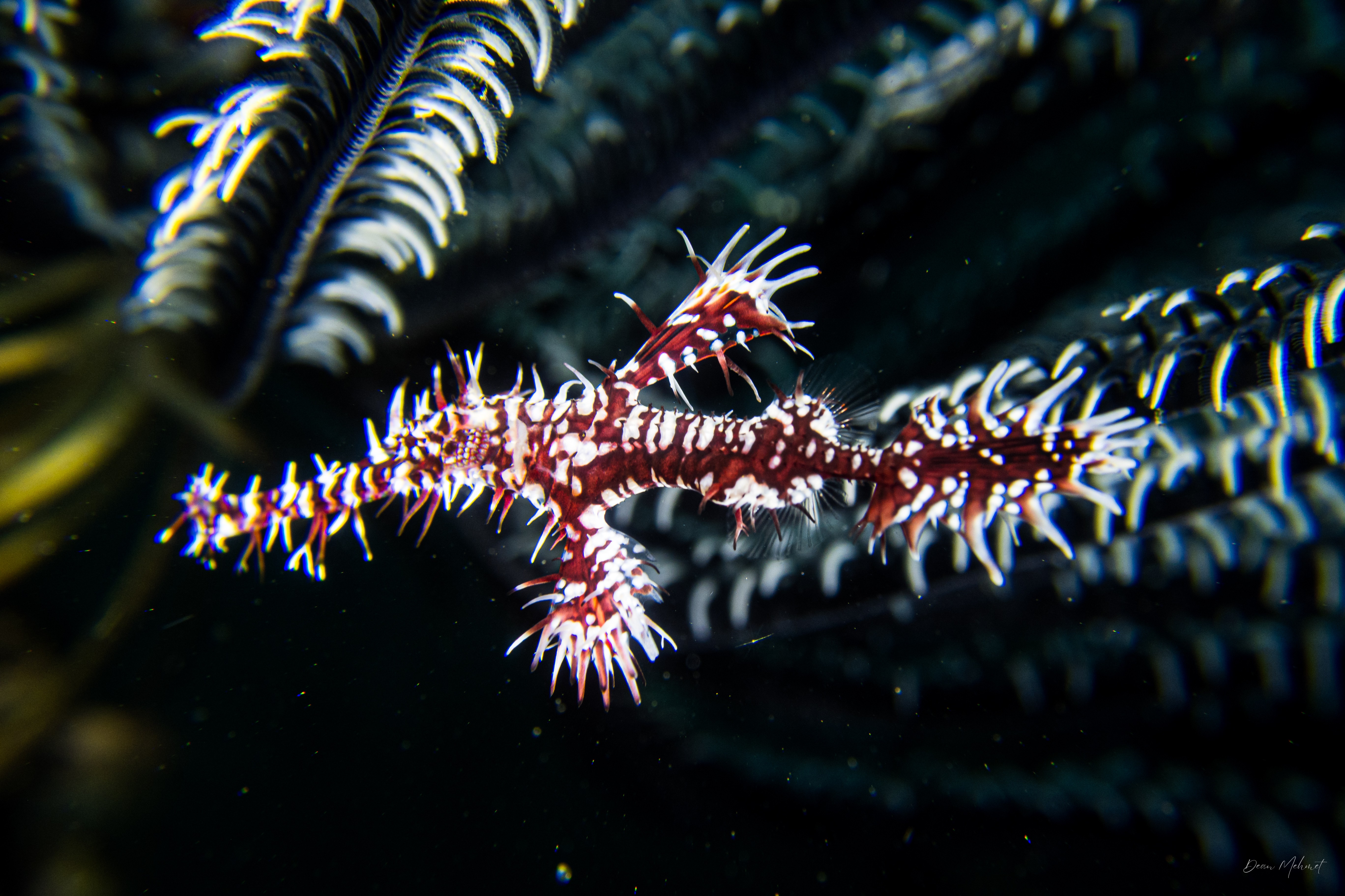 Ornate Ghostpipefish