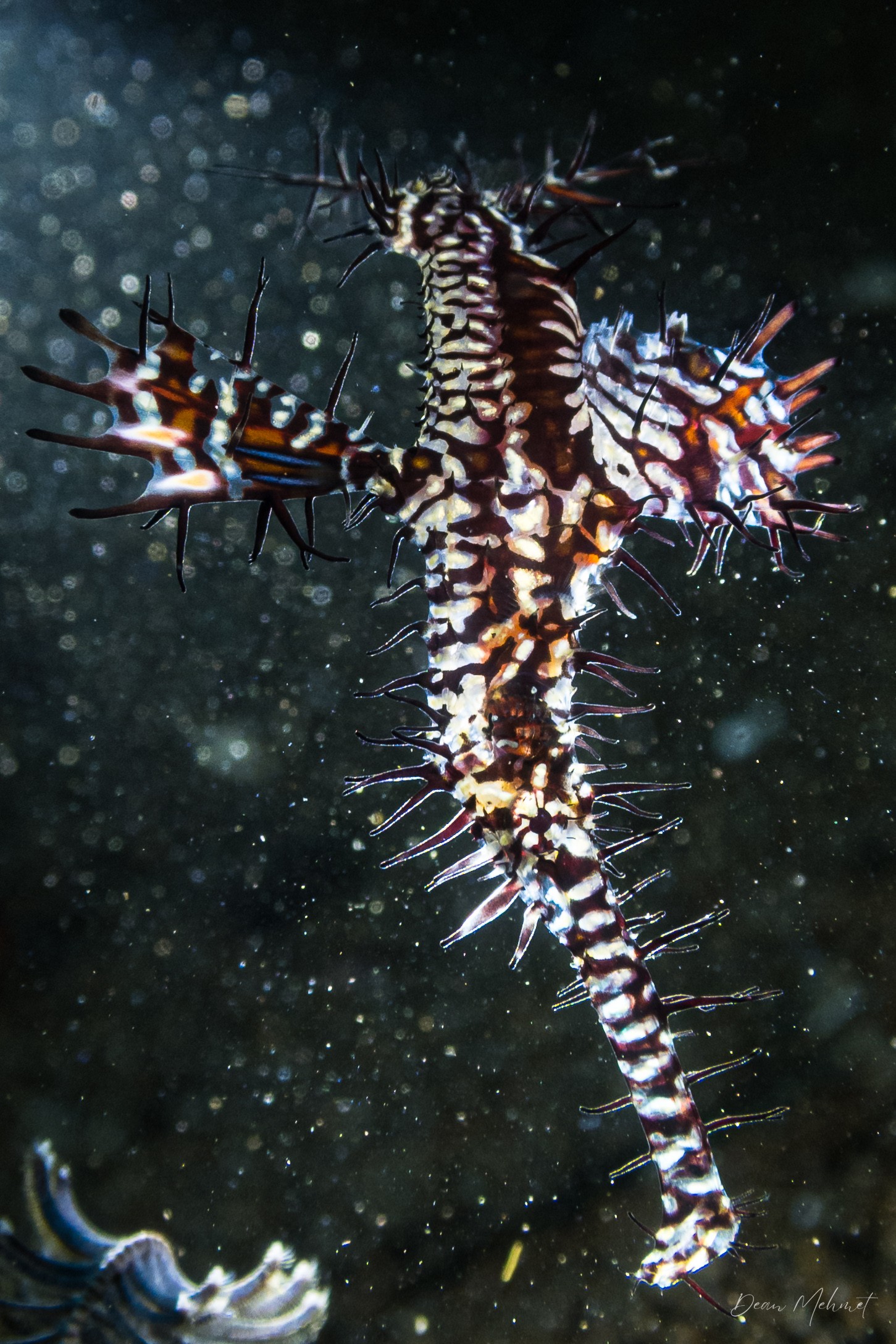 Ornate Ghostpipefish