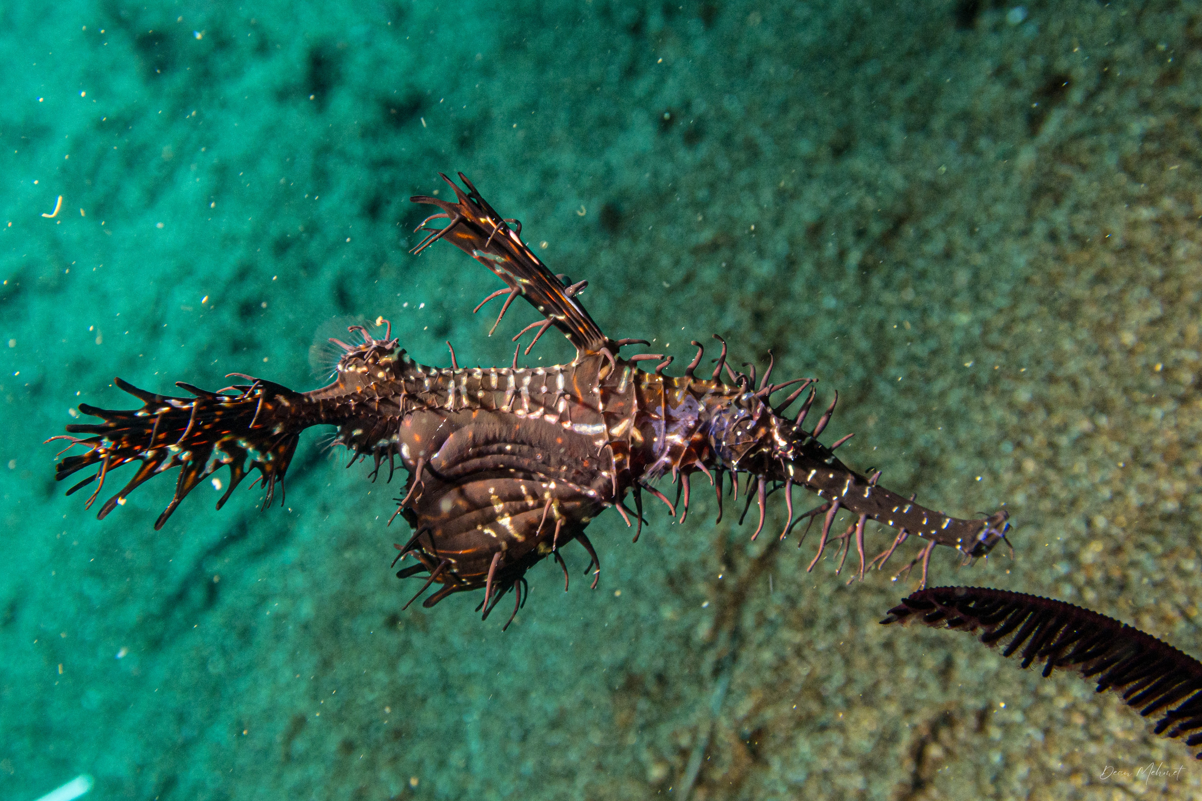 Ornate Ghostpipefish