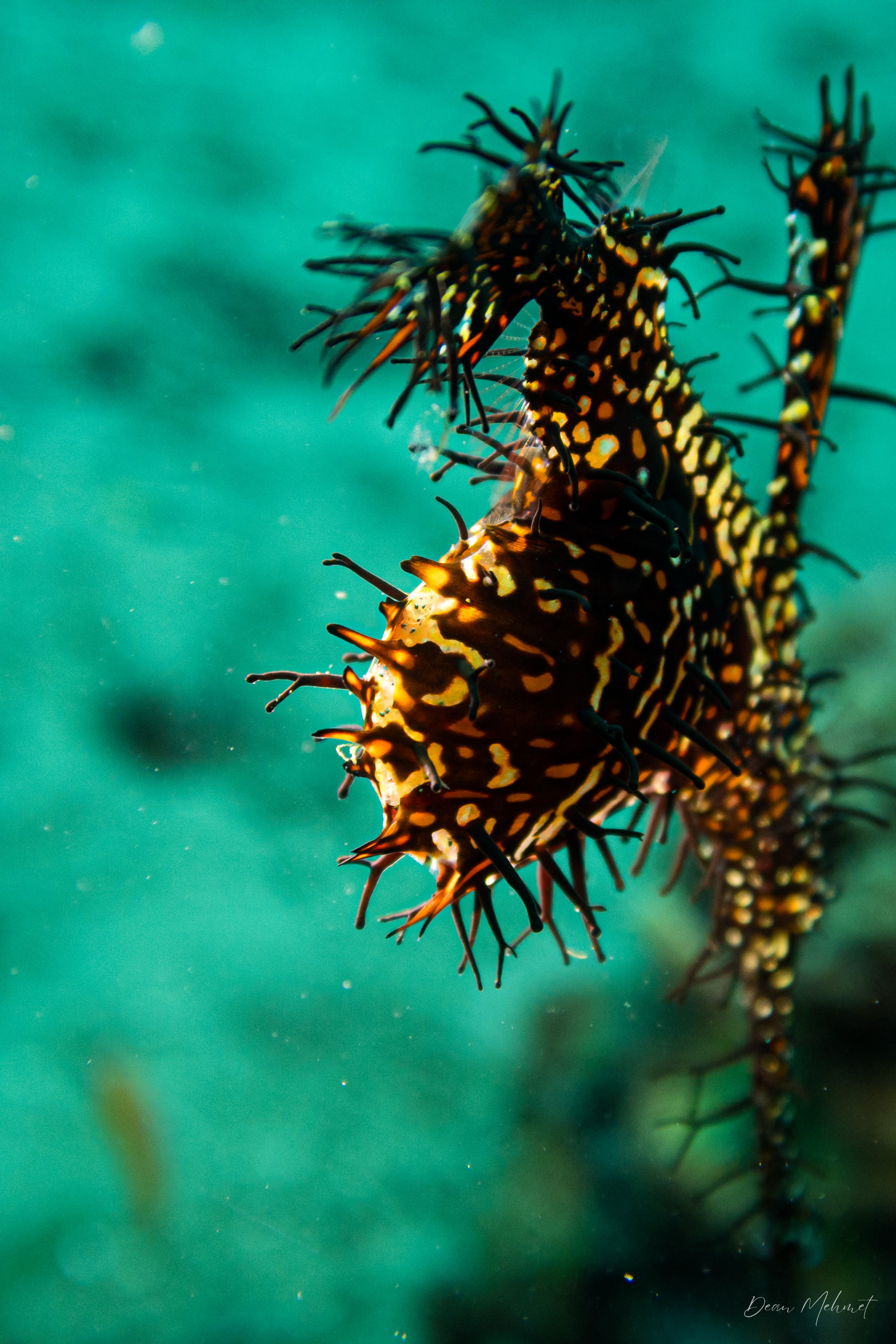 Ornate Ghostpipefish