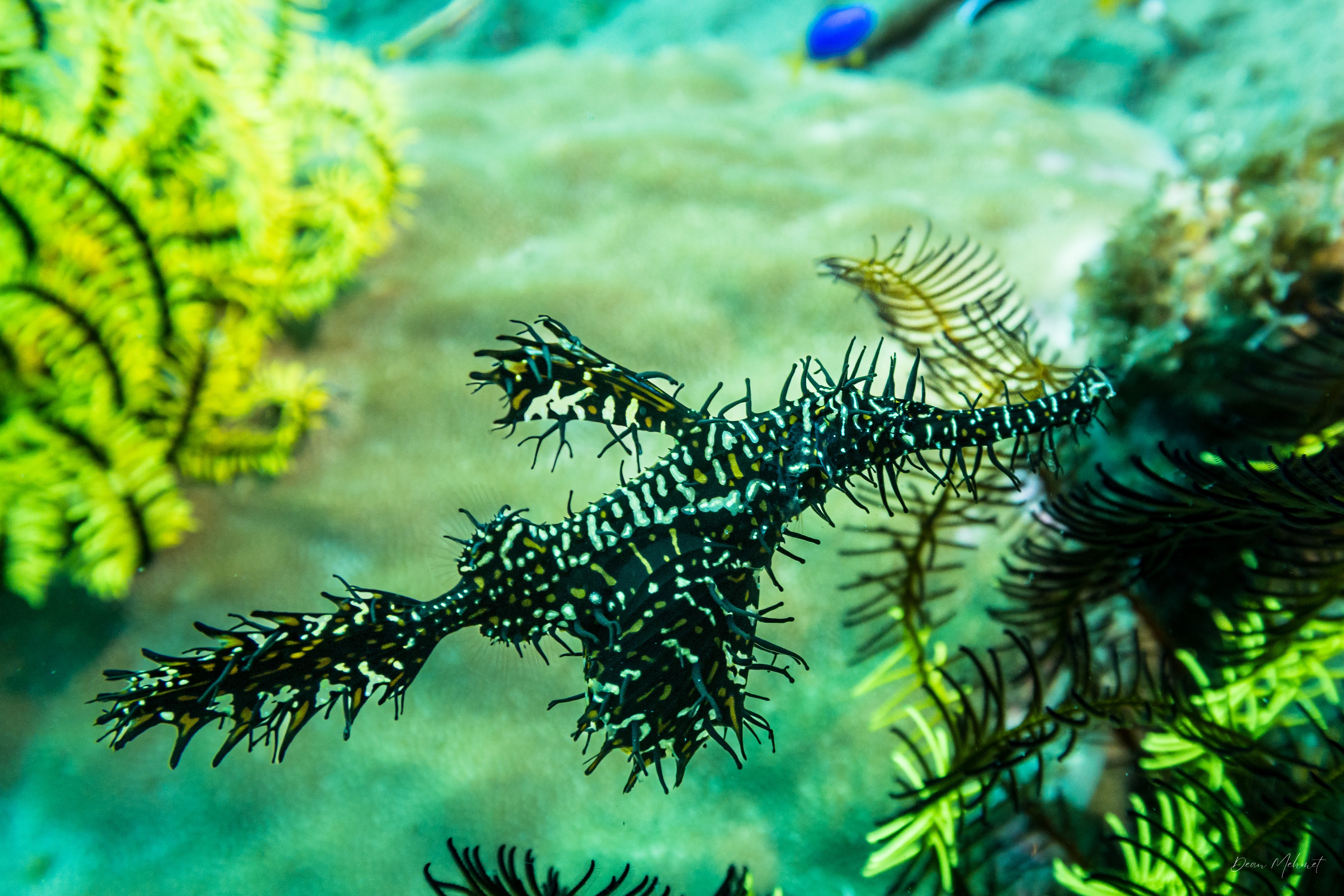 Ornate Ghostpipefish