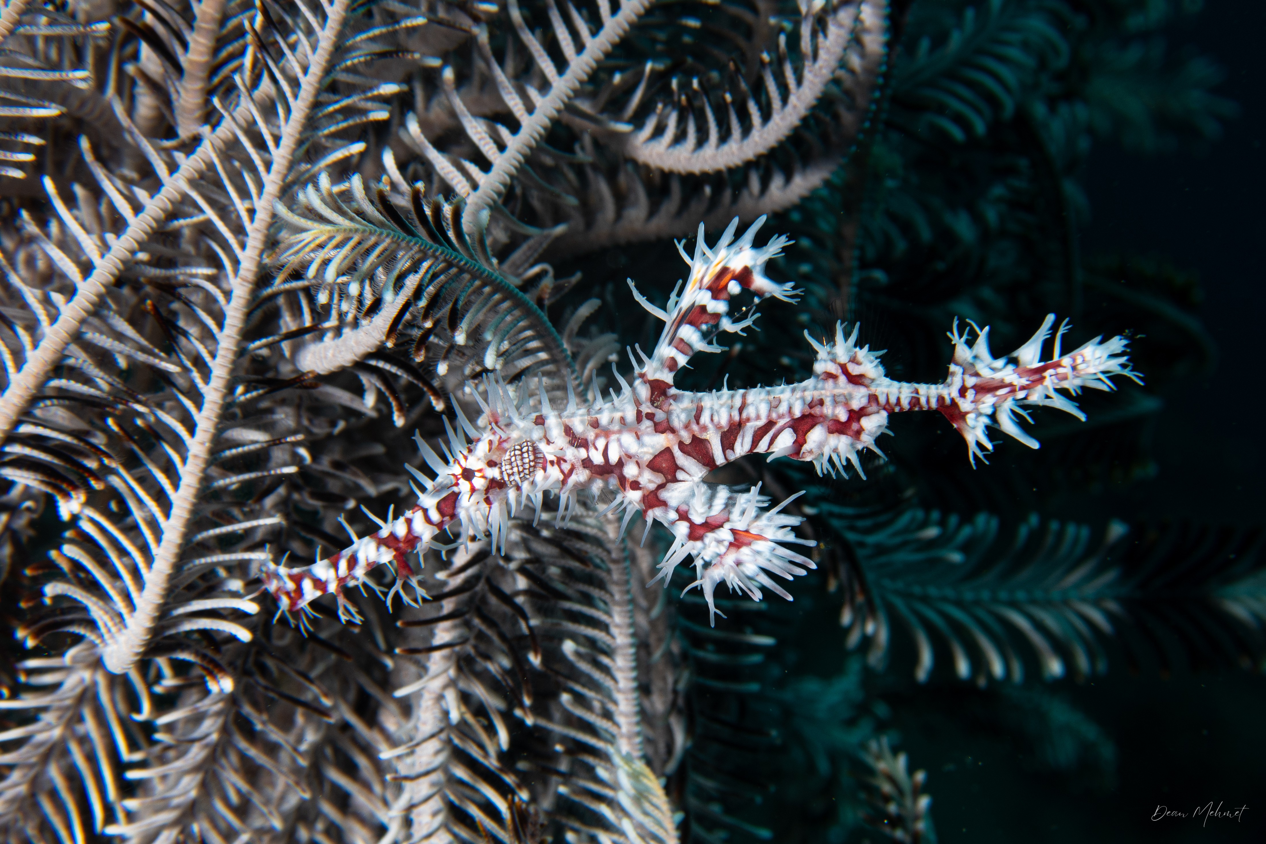 Ornate Ghostpipefish
