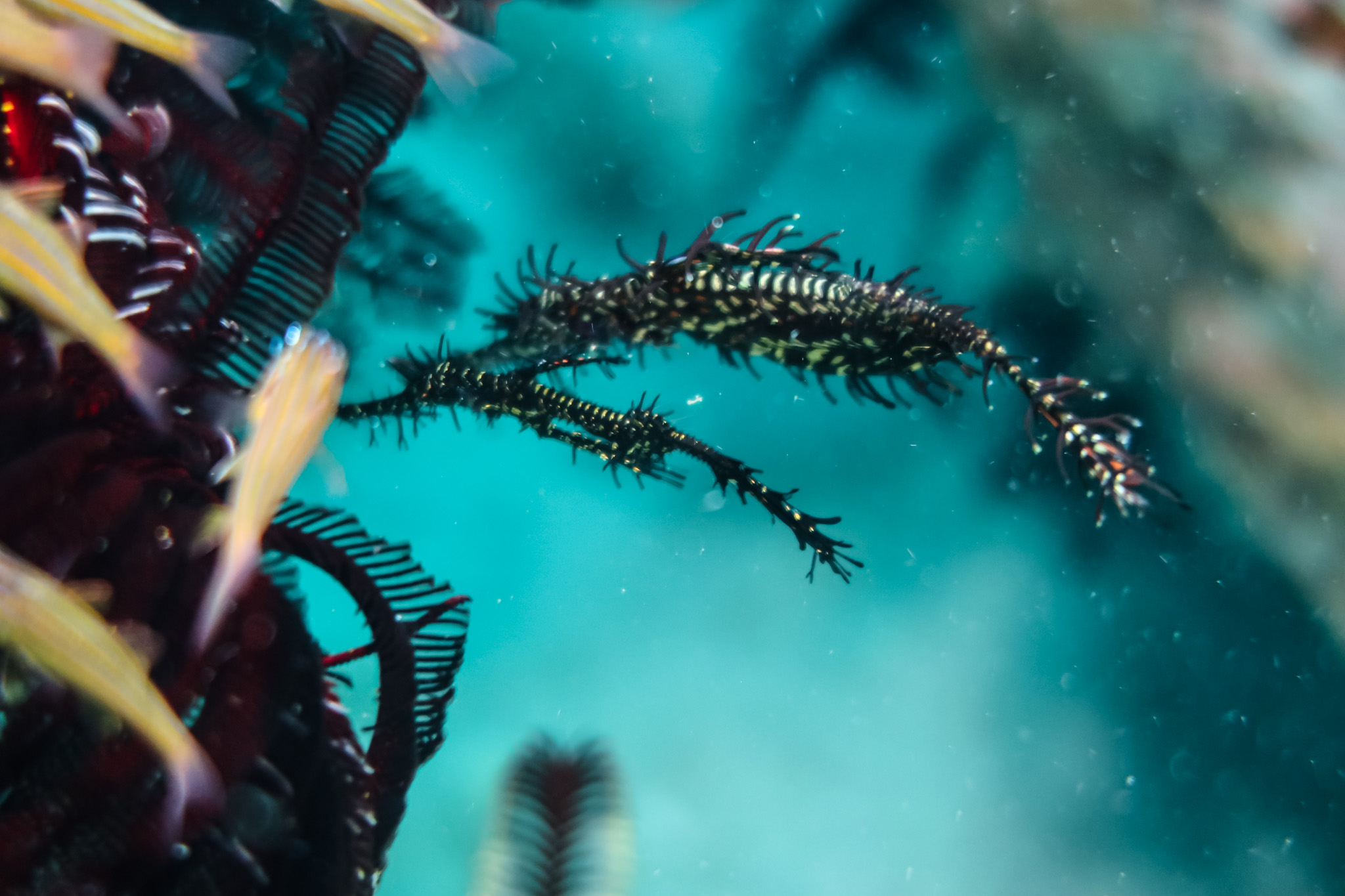 Ornate Ghostpipefish