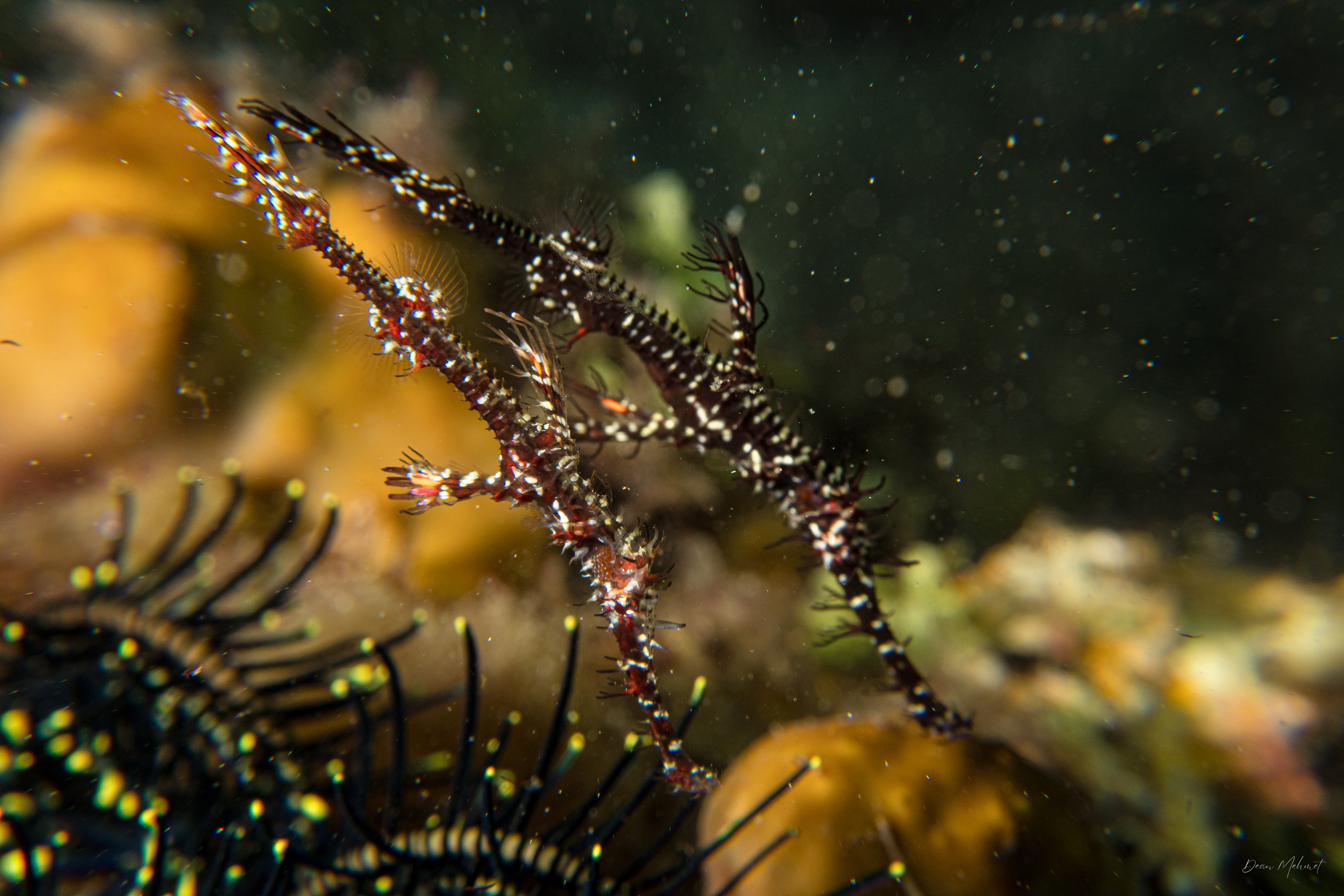 Ornate Ghostpipefish