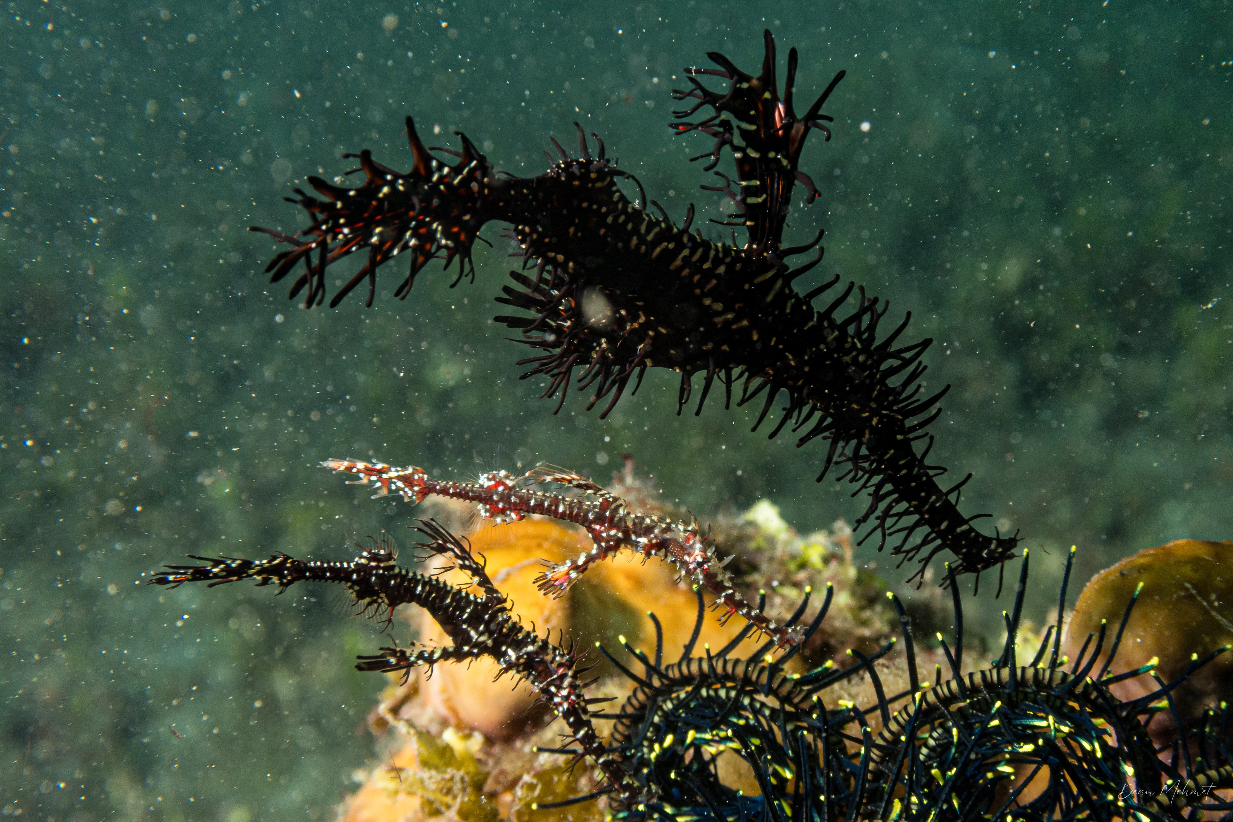 Ornate Ghostpipefish