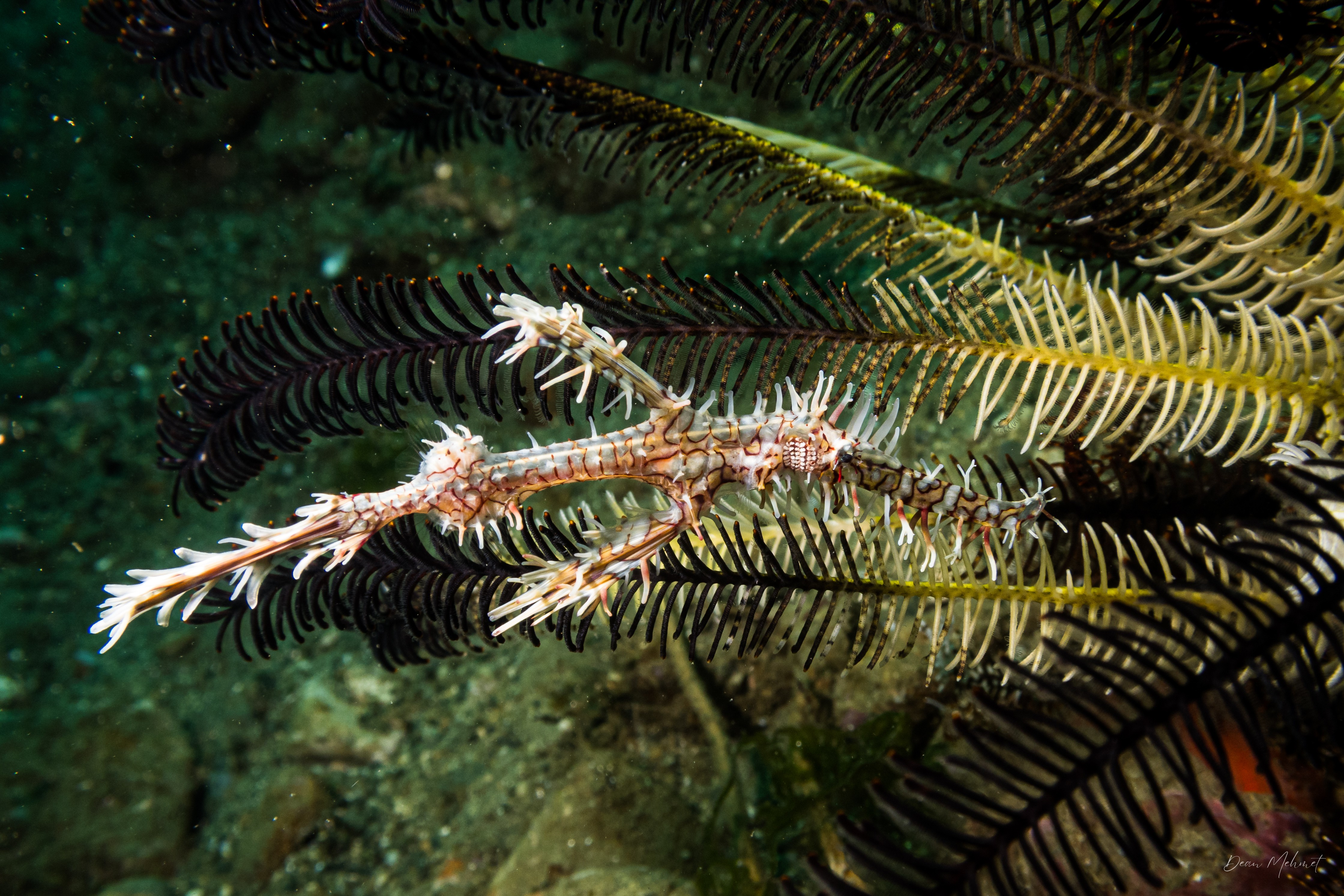 Ornate Ghostpipefish