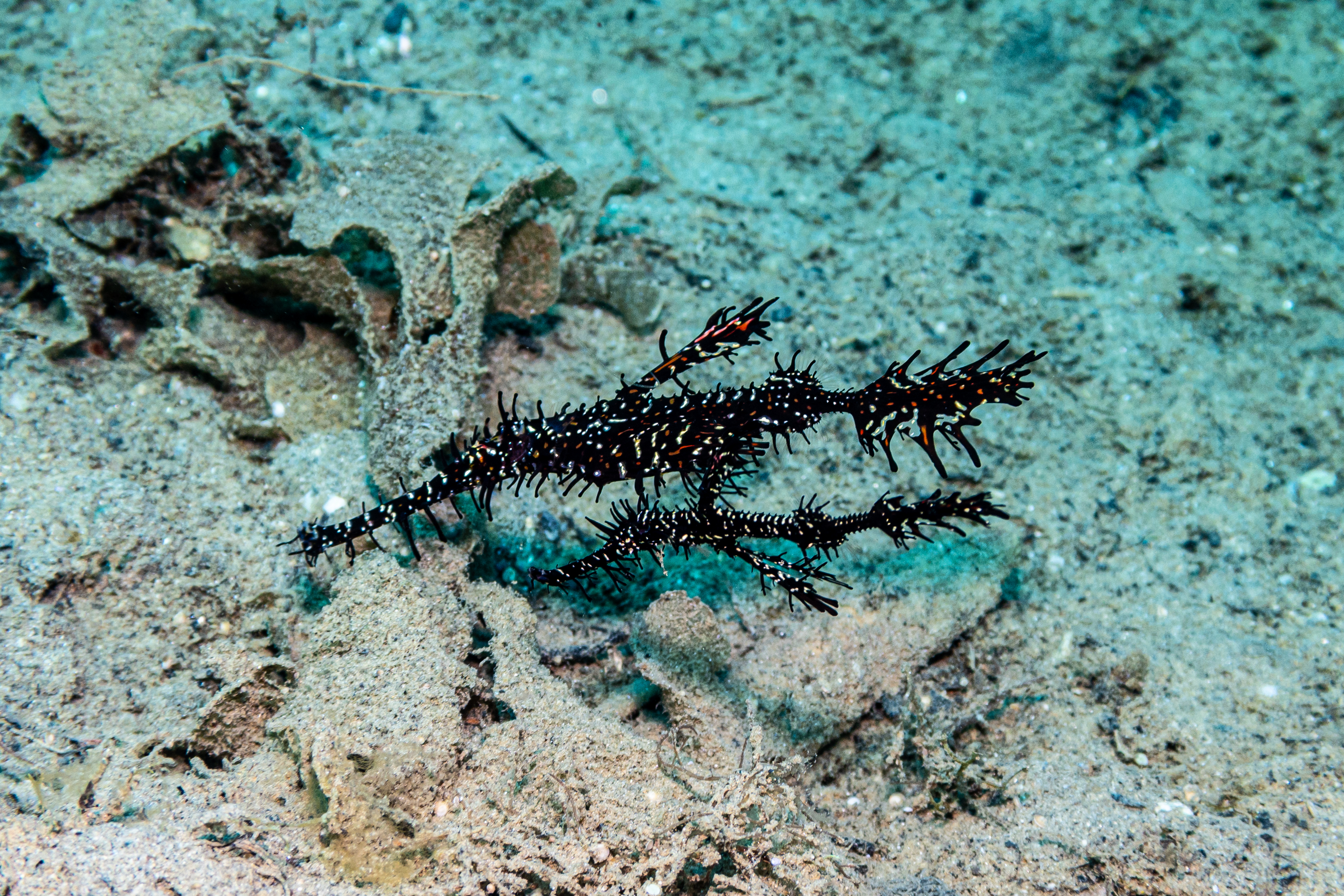 Ornate Ghostpipefish