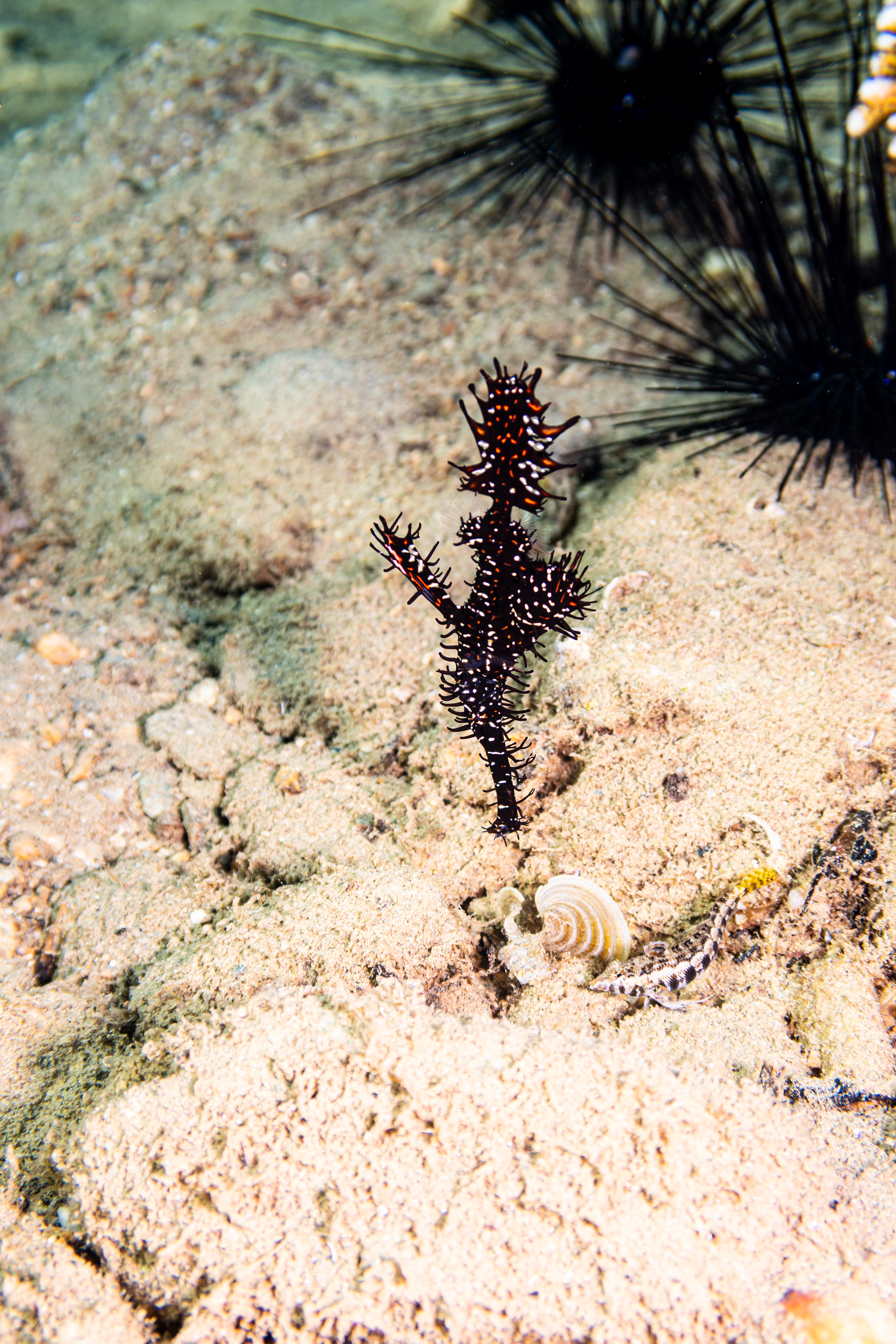 Ornate Ghostpipefish