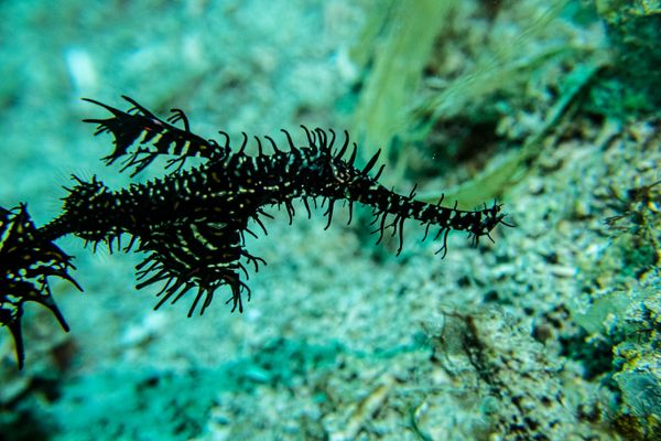 Ornate Ghostpipefish - Photo 1