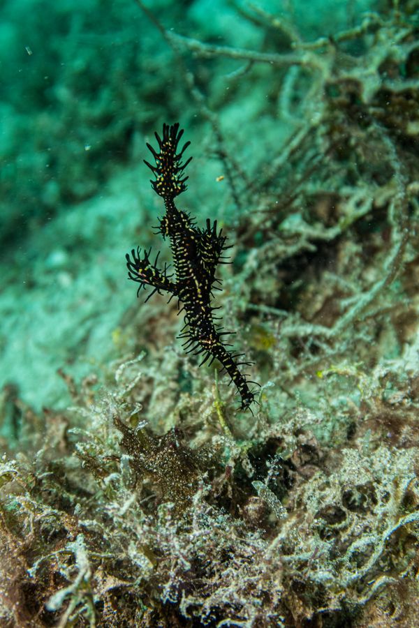 Ornate Ghostpipefish - Photo 2