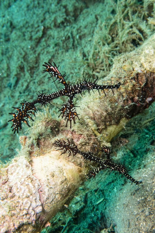 Ornate Ghostpipefish - Photo 4