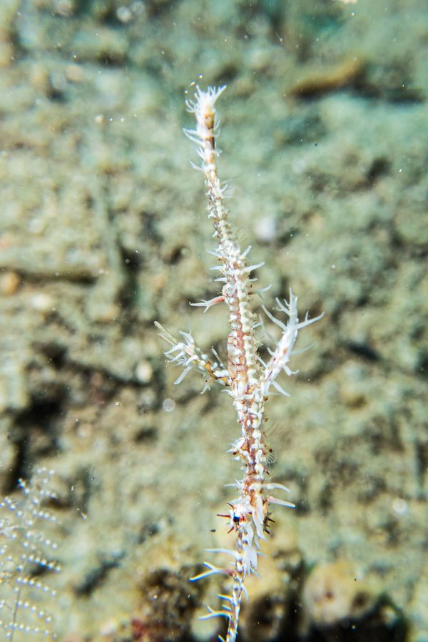 Ornate Ghostpipefish - Photo 5