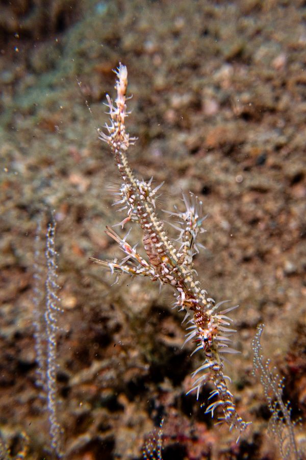 Ornate Ghostpipefish - Photo 6