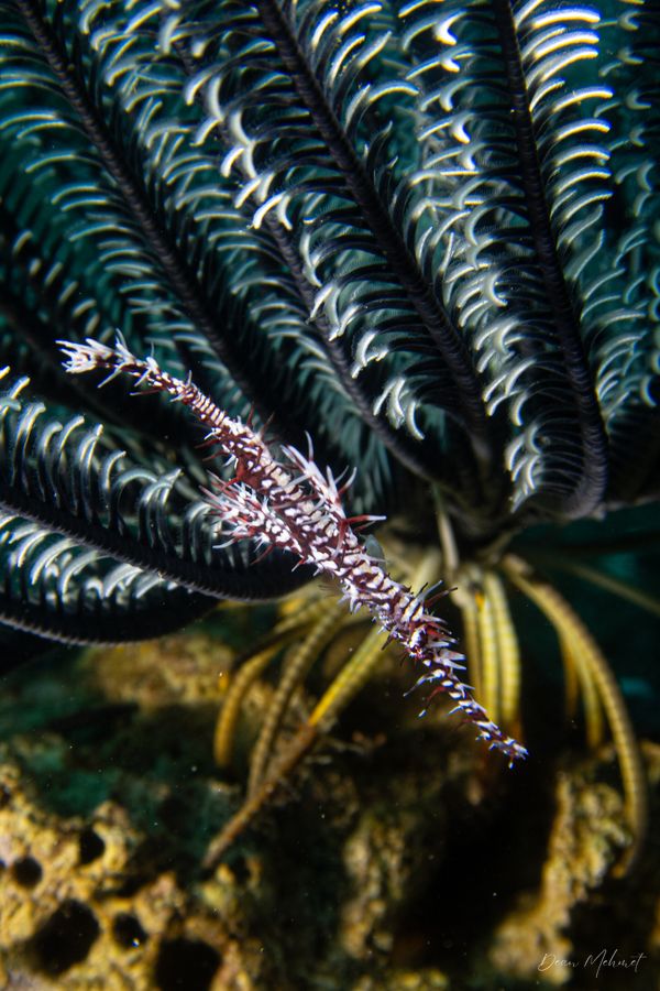 Ornate Ghostpipefish - Photo 10