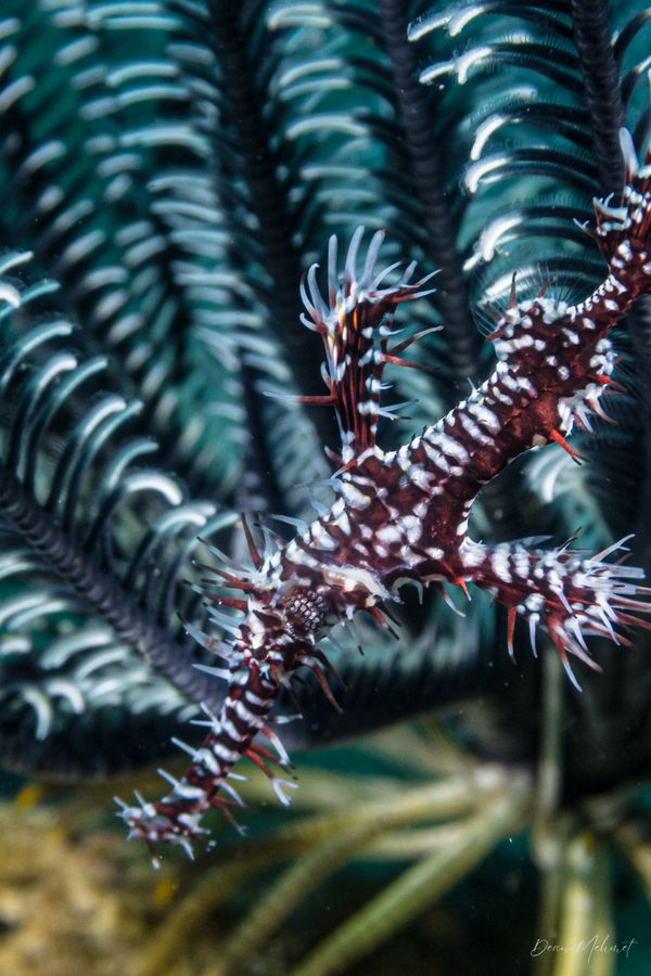 Ornate Ghostpipefish - Photo 11