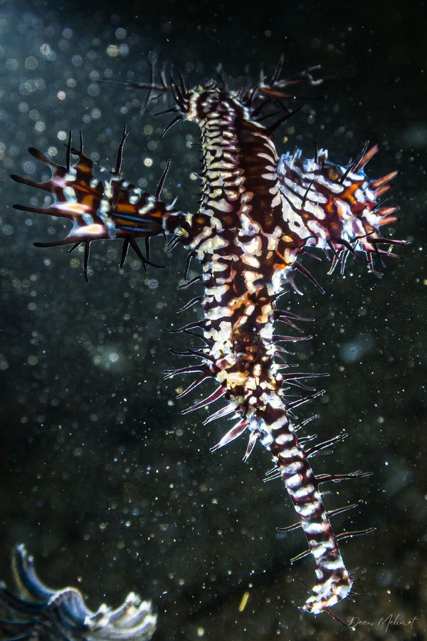 Ornate Ghostpipefish - Photo 13