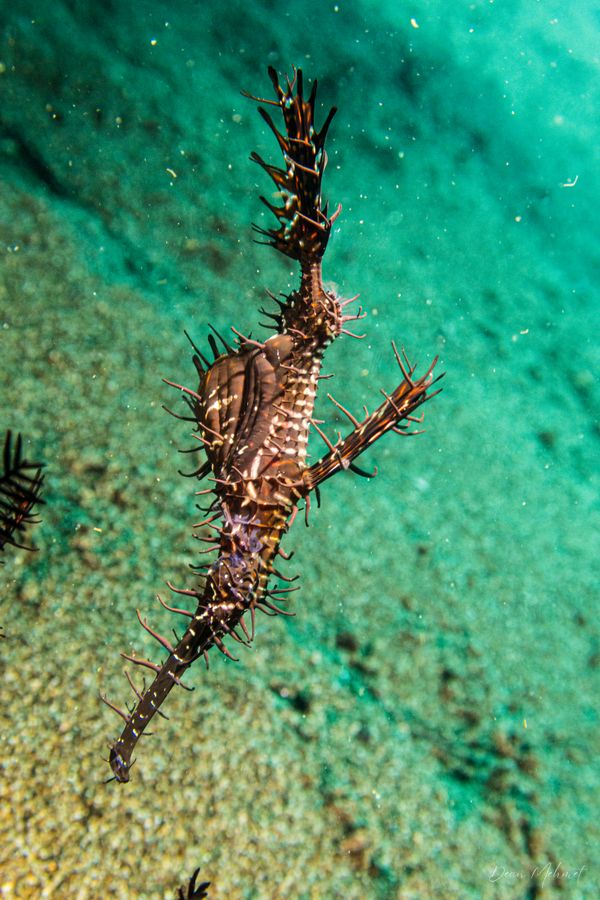 Ornate Ghostpipefish - Photo 15