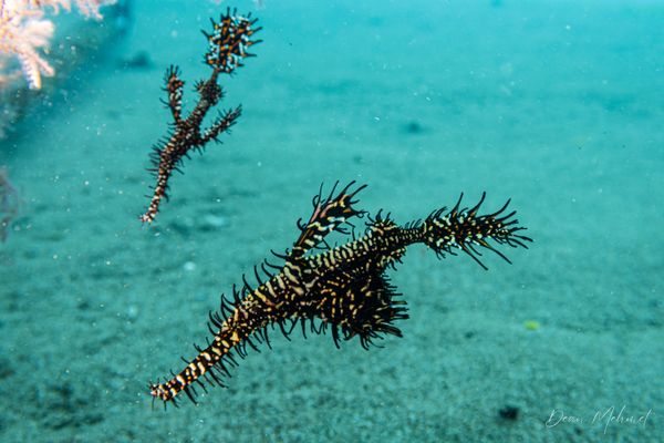 Ornate Ghostpipefish - Photo 18