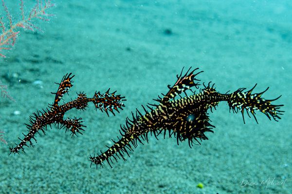 Ornate Ghostpipefish - Photo 19