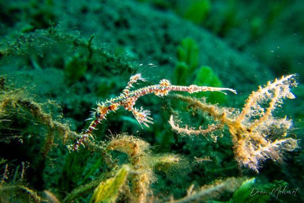 Ornate Ghostpipefish - Photo 20