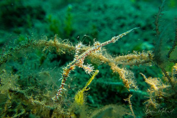 Ornate Ghostpipefish - Photo 21