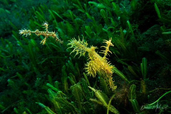 Ornate Ghostpipefish - Photo 22