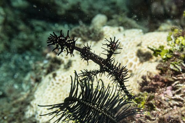 Ornate Ghostpipefish - Photo 25