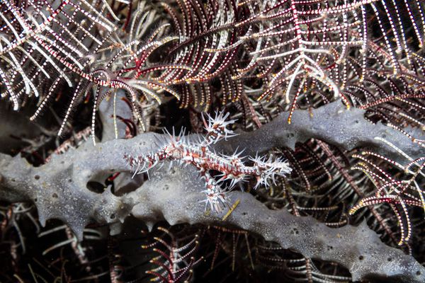 Ornate Ghostpipefish - Photo 26