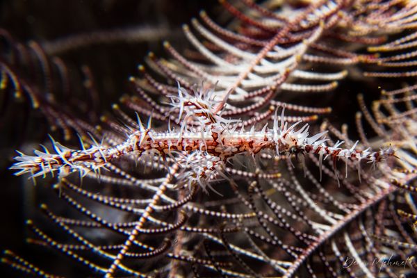 Ornate Ghostpipefish - Photo 27