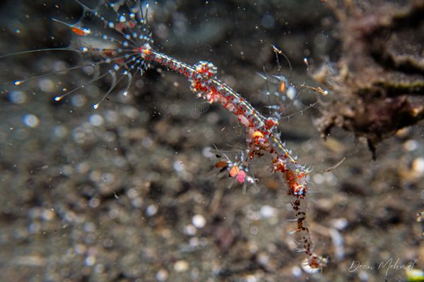Ornate Ghostpipefish - Photo 28