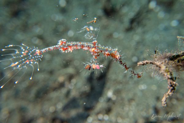 Ornate Ghostpipefish - Photo 29