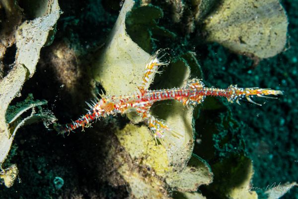 Ornate Ghostpipefish - Photo 30