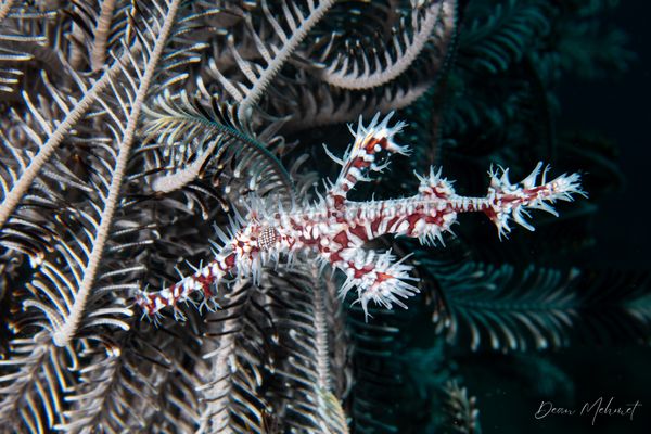 Ornate Ghostpipefish - Photo 31