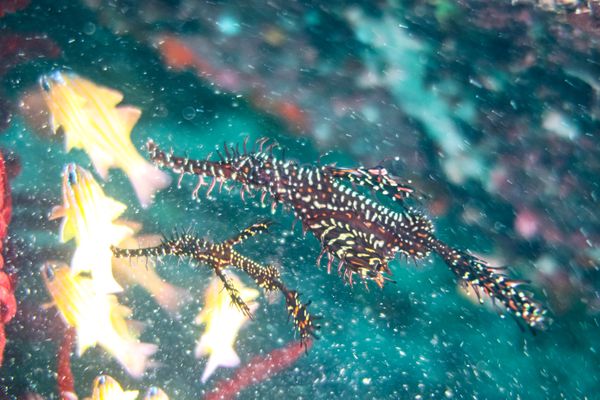 Ornate Ghostpipefish - Photo 33