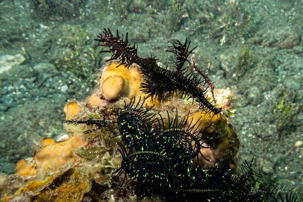 Ornate Ghostpipefish - Photo 34