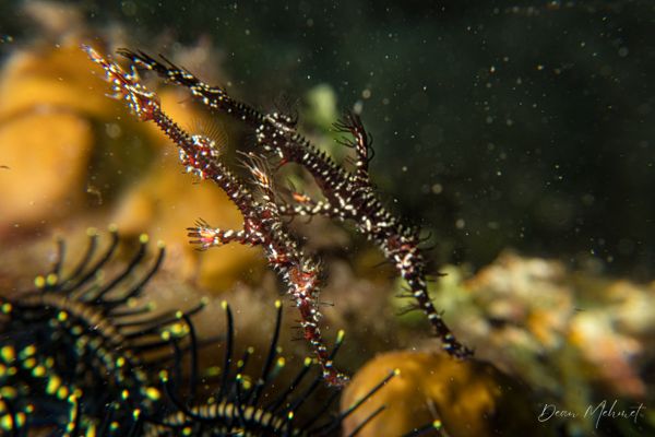 Ornate Ghostpipefish - Photo 35
