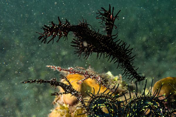 Ornate Ghostpipefish - Photo 36