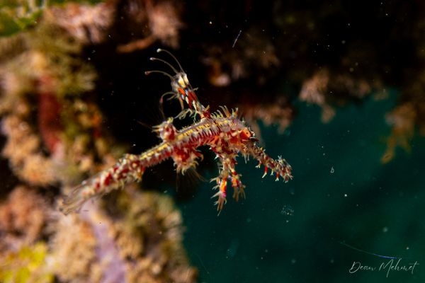 Ornate Ghostpipefish - Photo 40
