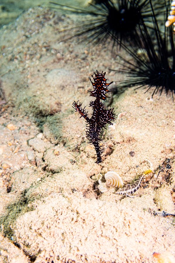 Ornate Ghostpipefish - Photo 39