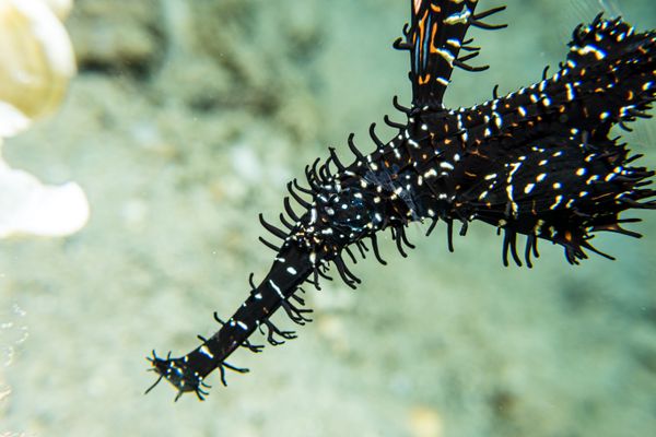Ornate Ghostpipefish - Photo 40